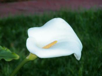 Calla Lily - beautiful flowers..