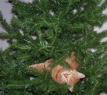 cat drinking christmas tree water how do i stop it cat drinking christmas tree water how do i stop it
