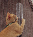 Scratch Buster Strips - You could lay the stips on the floor around the tree to keep your kitty away from the whole tree and not just the water so it won&#039;t be tempted at all.