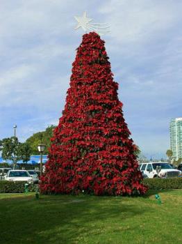 Poinsetta Tree - This tree is in San Diego, it is a Poinsettia Christmas Tree, how pretty.