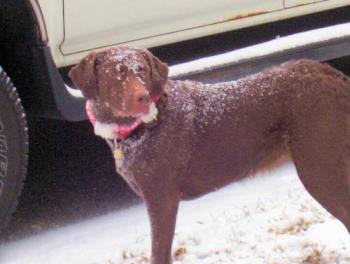 My Chesapeake snowdog - This is my 2 yr old Chesapeake, she loves the snow too.