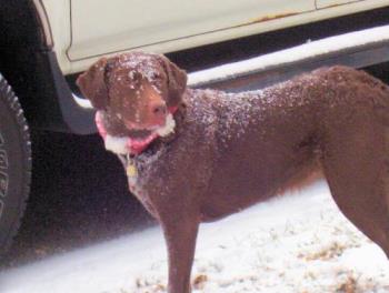 snow dog - She loves &#039;helping&#039; shovel the snow.