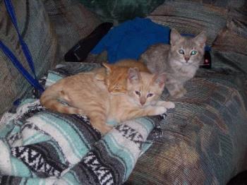Three of our five cats - This photo was taken of 3 of our 5 cats when they were around 6 months old. The two males are snuggling together...Teeh-Tooh is the ginger, Nova is the beige and Ellie is the gray female.