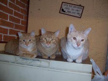 Our three male cats waiting to be fed - This photo shows three of our five cats. The three males...Nova is the beige one and Tigger and Teeh-Tooh are a set of marmalade ginger twins. Yes, as the sign over them says &#039;cats are like potato chips you cannot have just one!&#039;