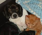 my dog and cat - this is Alan the dog and Peanut the cat my dog and cat - this is Alan the dog and Peanut the cat