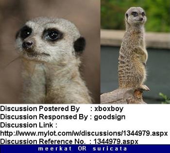 Meerkat or Suricata - [Everybody has a guardian angel!] - [xboxboy - 606] - [http://www.mylot.com/w/discussions/1344979.aspx]