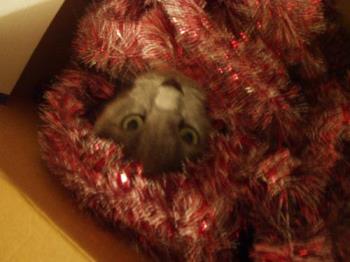 Reggie Cat in the Garland - My silly kitty discovered the box and garland and likes to go and hide in it now!