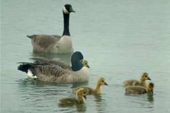 Ducks - Ducks swimming Ducks - Ducks swimming