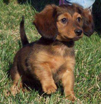 Dachshund Puppy - Miniature dachshund puppy.