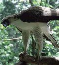 Philippine eagle - This is the sample of Philippine eagles, that leave in my country.