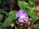 Flower - A beautiful violet flower.