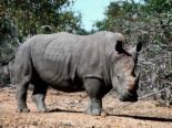Rhino - A great and powerful animal