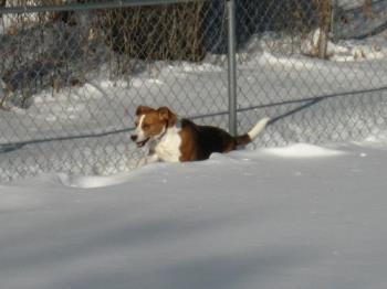 Flying Beagle - Buster loves flying through the snow out back