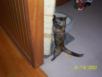 Sassy using the scratching post - Making herself right at home Sassy using the scratching post - Making herself right at home