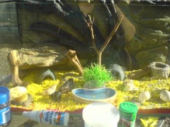 My crabitat - Here is where my hermies live My crabitat - Here is where my hermies live