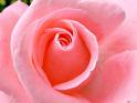 Pink rose and its beauty and attractivness - Pink rose and its beauty and its attractivness