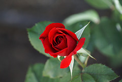 Rose - Fresh red rose