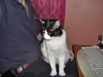 Felix - This is Felix, one of my cats interfering with my typing