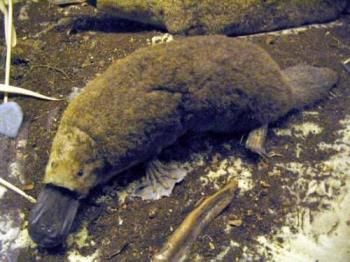 Duck Billed Platypus - Well I guess this may have to be filed under "Do not tempt the Lord thy God.
