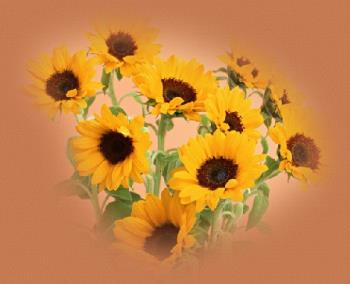 sun flowers to brighten your day - I found these and thought they would look nice.