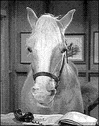Mr Ed - Mr. Ed...talking horse!