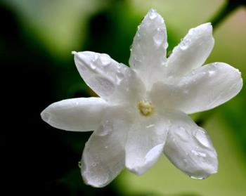 Jasmine - What a fragrance! Jasmine - What a fragrance!