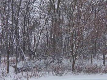 Snow-covered woods - The view from my side porch. Snow-covered woods - The view from my side porch.