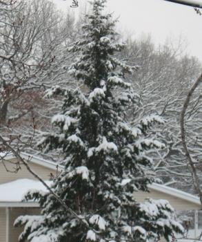 Ahhh! - Ahhh the snowy trees are a sight to behold huh? Ahhh! - Ahhh the snowy trees are a sight to behold huh?