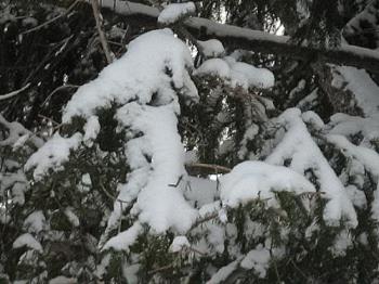 So nice looking - Squirrels hate the branches coated this heavily. HAHAHA! So nice looking - Squirrels hate the branches coated this heavily. HAHAHA!
