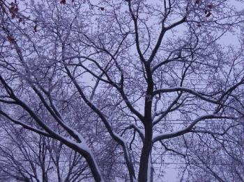 snow scene - a tree with snow snow scene - a tree with snow