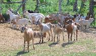 Goat - A herd of goats.
