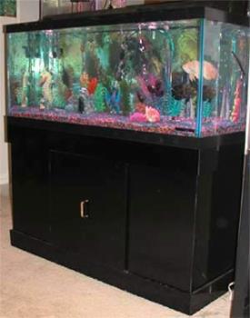 fish tank - fish tank image