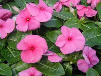 impatiens flower - impatiens lilac vinca