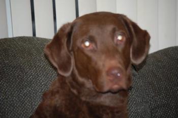 chesapeake bay retriever - sitting pretty on the couch