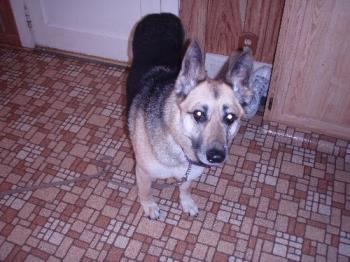 My German Shepherd - My German Shepherd dog is my favorite