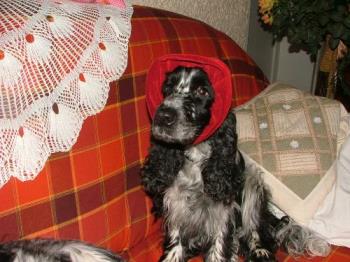 Our Christmas dog - Dressing up for Christmas.....