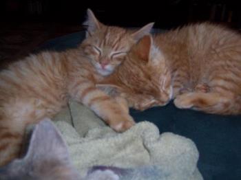 Snuggling Ginger Twin Cats - This photo was taken when our twin male ginger marmalade cats were younger. Tigger and Tee-Tooh are close and have a special bond that is different than the one they share with the other 3 cats we have.

