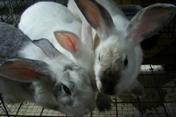 Rabbits - Three rabbits.