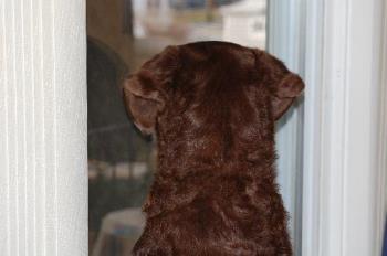 squirrel watching - She loves to look out &#039;her&#039; window and watch the squirrels.