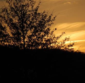 sunset from our yard - Took this picture New Year&#039;s Eve, from my back porch