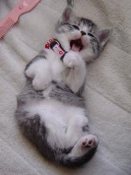 Meww ^^ - Kittens are so adorable.
