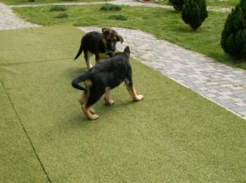 My german shephards - This photo is 2 years old. Now my german shepherds are not puppies but big dogs xD