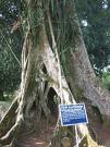The hollow tree - At Aburi Botanical Garden, Ghana,Africa