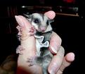 sugar Gliders  - Sugar gliders are small possums found in Australia, Tasmania, Indonesia, and Papua-New Guinea 
