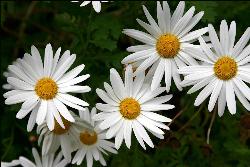daisies - Lovely looking daisies

http://www.dpexpert.com.au/gallery/albums/canon300d/daisies.jpg