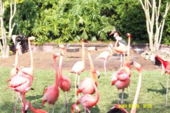 Flamingos - I took this picture of flamingos. It was the first time I ever saw live pink flamingos. Flamingos - I took this picture of flamingos. It was the first time I ever saw live pink flamingos.