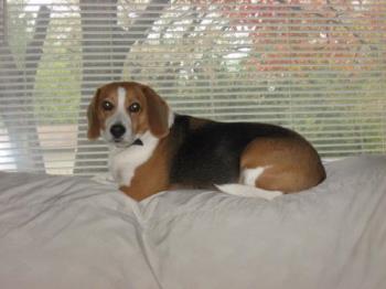 Buster - Likes watching out the front window