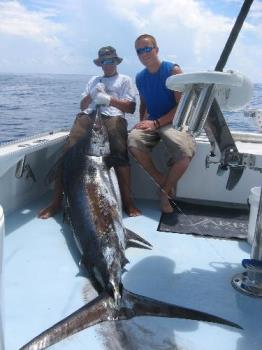 marlin - blue marlin came up dead