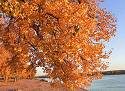 tree - a tree with colored leaves on it during the fall season