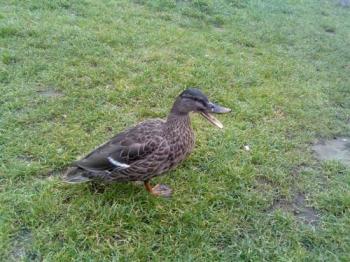 A spring day - A duck waddles around on a nice spring day